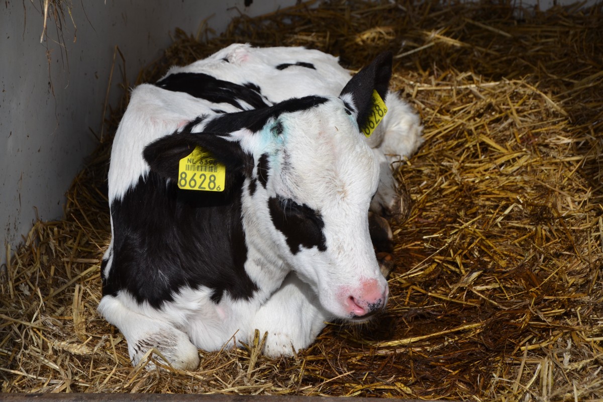 cow_farm_beef_agriculture_stall_calf_cute_mammal-811080.jpg!d